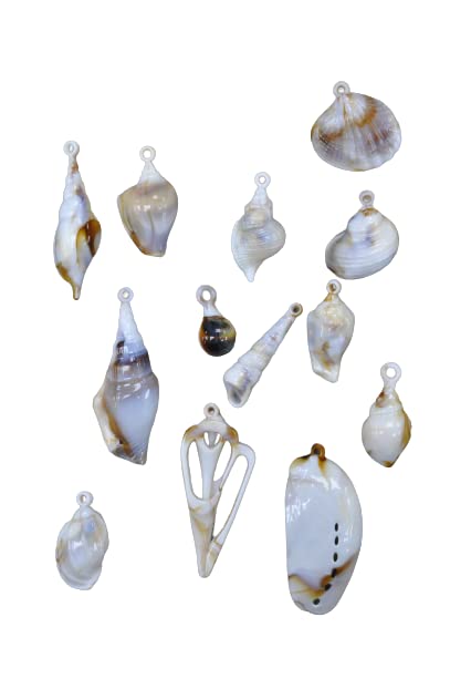 Coastal Mixed Seashell Charms