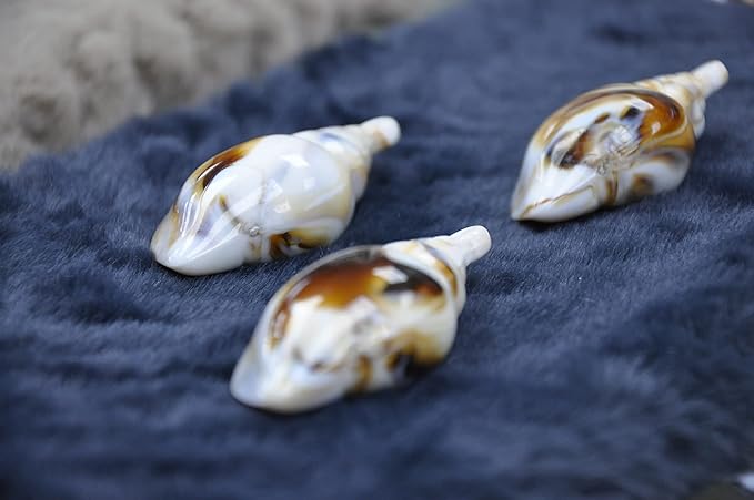 Ocean Treasures Seashell